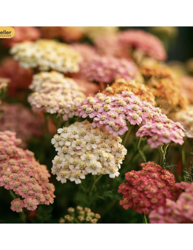 Yarrow – Cottage Series: Peach, White, Pink, Red (Grower's Bunches)