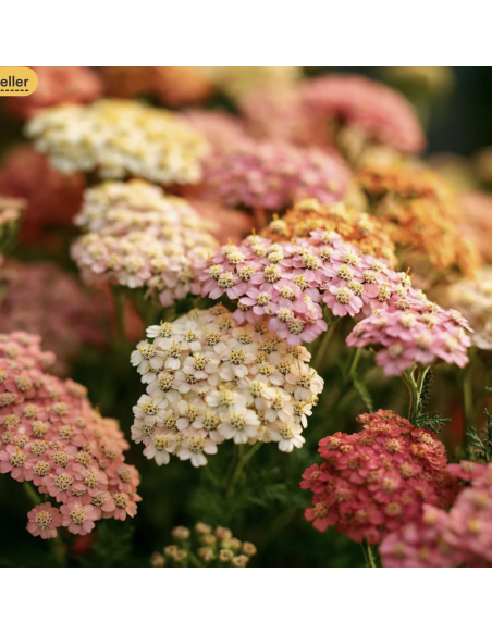 Yarrow – Cottage Series: Peach, White, Pink, Red (Grower's Bunches)