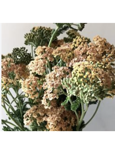 Yarrow – Cottage Series: Peach, White, Pink, Red (Grower's Bunches)