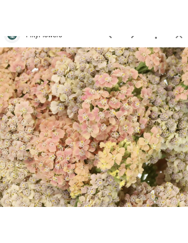 Yarrow – Cottage Series: Peach, White, Pink, Red (Grower's Bunches)