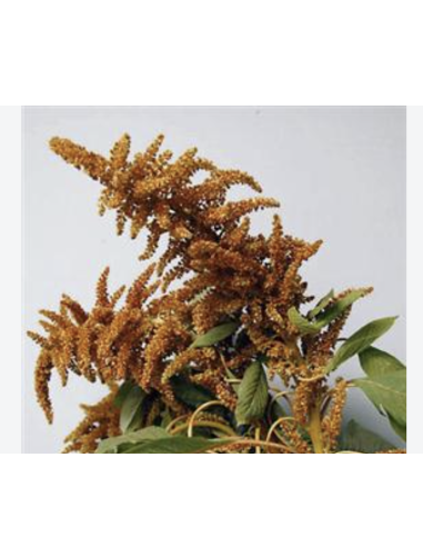 Fresh Upright Bronze Amaranthus (10 Stems) | Wholesale Foliage
