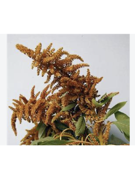 Fresh Upright Bronze Amaranthus (10 Stems) | Wholesale Foliage