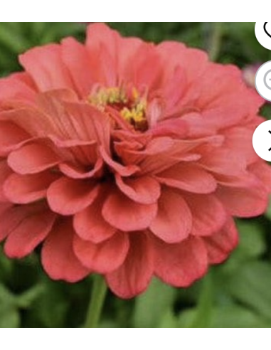 Wholesale Coral Zinnias (10 Stems) | Bulk Summer Focal Flowers