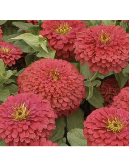 Wholesale Coral Zinnias (10 Stems) | Bulk Summer Focal Flowers