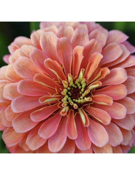 Wholesale Coral Zinnias (10 Stems) | Bulk Summer Focal Flowers