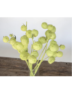 Wholesale Asclepia Pods "Monkey Balls" | Bulk Specialty Pods