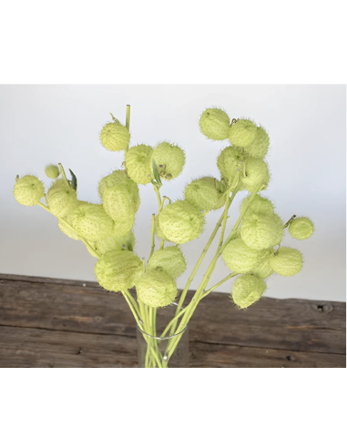 Wholesale Asclepia Pods "Monkey Balls" | Bulk Specialty Pods