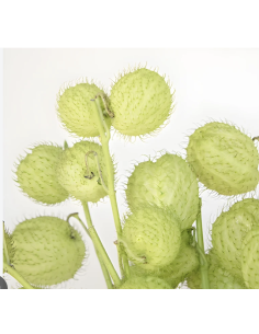 Wholesale Asclepia Pods "Monkey Balls" | Bulk Specialty Pods 2