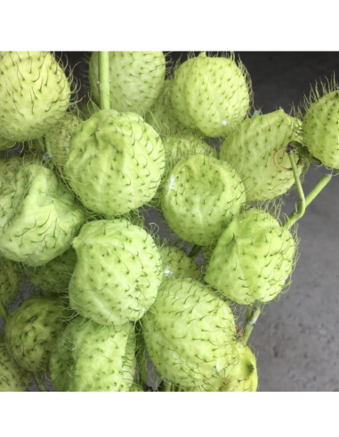 Wholesale Asclepia Pods "Monkey Balls" | Bulk Specialty Pods