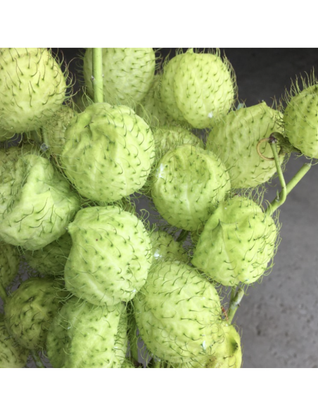 Wholesale Asclepia Pods "Monkey Balls" | Bulk Specialty Pods