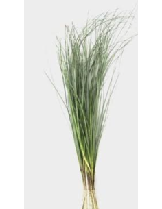 Wholesale Beargrass (Generous Grower's Bunch) | Bulk Foliage