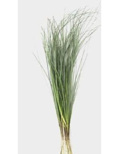 Wholesale Beargrass (Generous Grower's Bunch) | Bulk Foliage