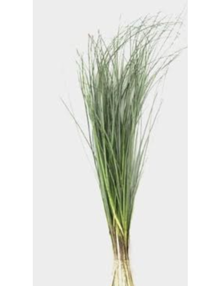 Wholesale Beargrass (Generous Grower's Bunch) | Bulk Foliage