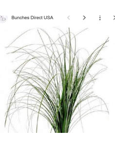 Wholesale Beargrass (Generous Grower's Bunch) | Bulk Foliage 2