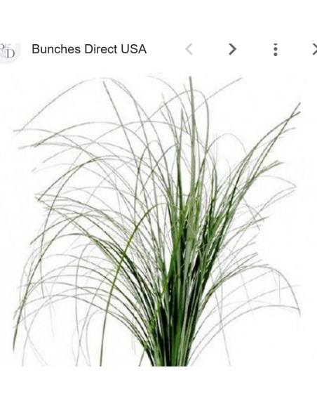 Wholesale Beargrass (Generous Grower's Bunch) | Bulk Foliage
