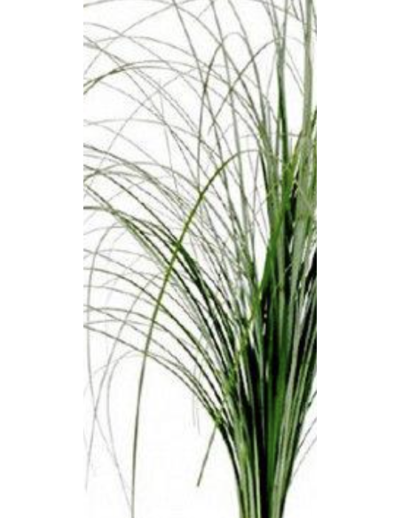 Wholesale Beargrass (Generous Grower's Bunch) | Bulk Foliage