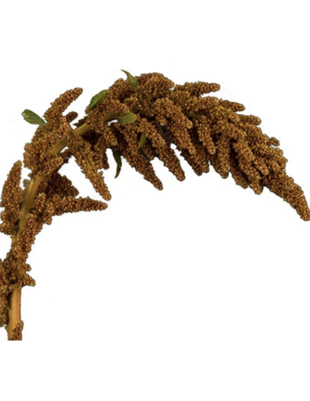 Fresh Upright Bronze Amaranthus (10 Stems) | Wholesale Foliage
