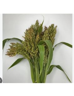 Wholesale Broom Corn (Grower's Bunch) | Bulk Fall Seeded Stalks