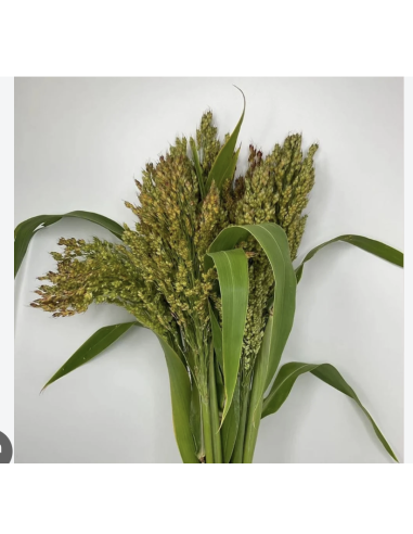 Wholesale Broom Corn (Grower's Bunch) | Bulk Fall Seeded Stalks