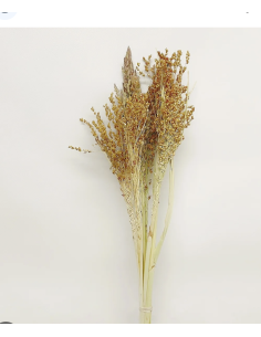 Wholesale Broom Corn (Grower's Bunch) | Bulk Fall Seeded Stalks 2