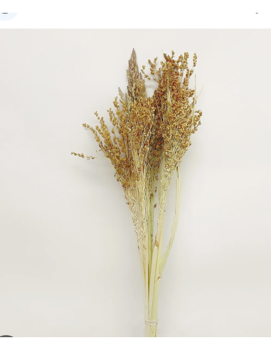Wholesale Broom Corn (Grower's Bunch) | Bulk Fall Seeded Stalks