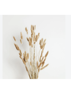 Wholesale Bunnytail Grass (Generous Grower's Bunch) | Bulk Lagurus