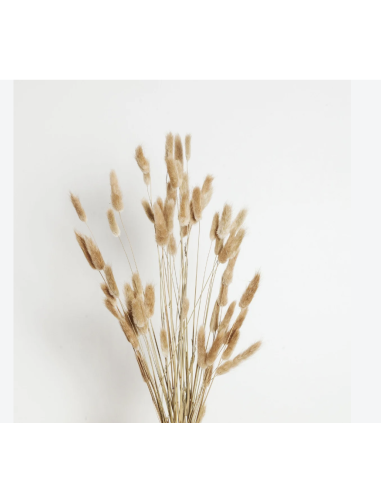 Wholesale Bunnytail Grass (Generous Grower's Bunch) | Bulk Lagurus
