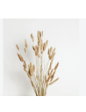 Wholesale Bunnytail Grass (Generous Grower's Bunch) | Bulk Lagurus