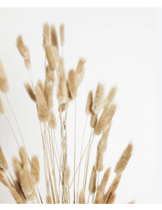 Wholesale Bunnytail Grass (Generous Grower's Bunch) | Bulk Lagurus 2