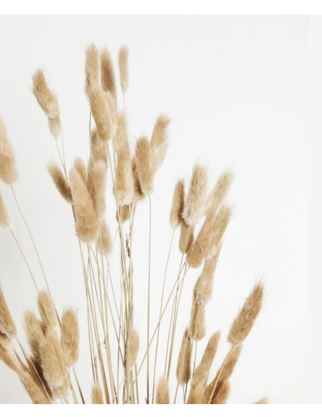 Wholesale Bunnytail Grass (Generous Grower's Bunch) | Bulk Lagurus