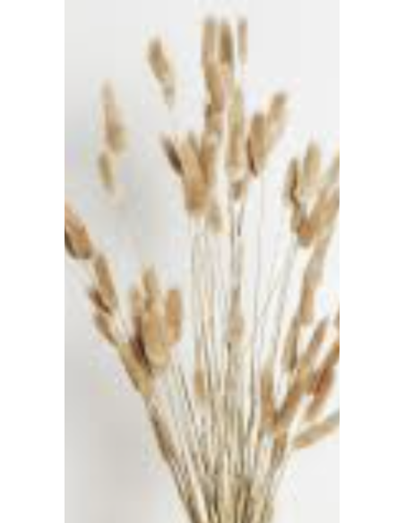 Wholesale Bunnytail Grass (Generous Grower's Bunch) | Bulk Lagurus