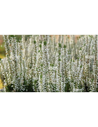 Wholesale White Heather (Grower's Bunch) | Bulk Fillers