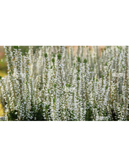 Wholesale White Heather (Grower's Bunch) | Bulk Fillers