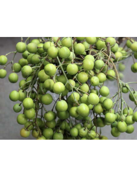 Wholesale Green China Berry (Grower's Bunch) | Bulk Berry Branches