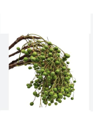 Wholesale Green China Berry (Grower's Bunch) | Bulk Berry Branches