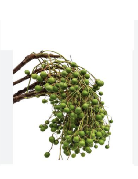 Wholesale Green China Berry (Grower's Bunch) | Bulk Berry Branches