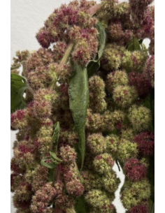 Fresh Bicolor Red & Green Amaranthus (10 Stems) | Wholesale Foliage