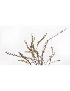 Crocosmia Pods – (10 Stem Bunch)