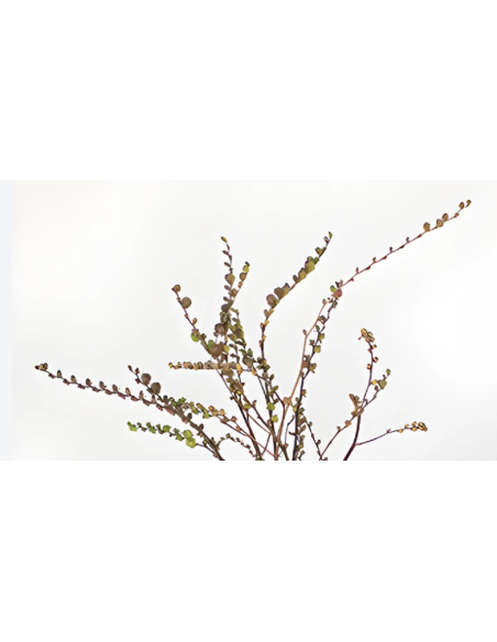 Crocosmia Pods – (10 Stem Bunch)