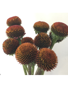 Wholesale Echinacea Pods (Grower's Bunch) | Bulk Coneflower Pods
