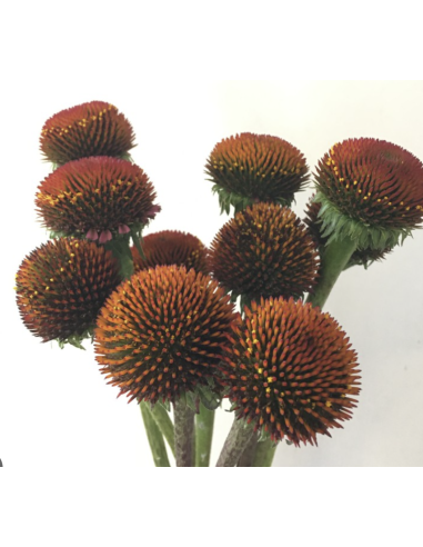 Wholesale Echinacea Pods (Grower's Bunch) | Bulk Coneflower Pods