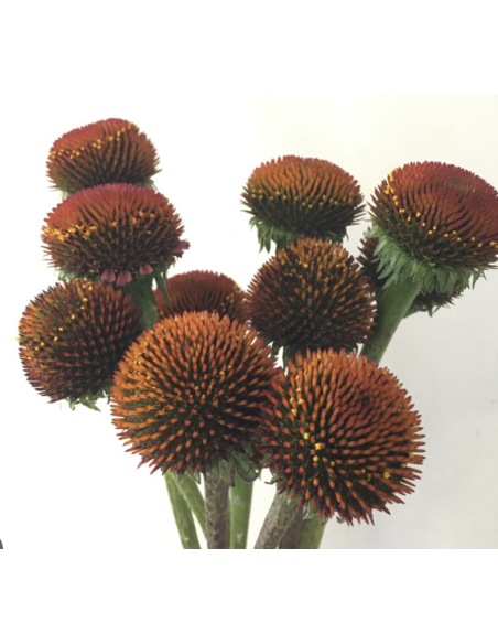 Wholesale Echinacea Pods (Grower's Bunch) | Bulk Coneflower Pods