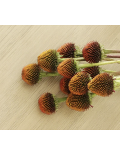 Wholesale Echinacea Pods (Grower's Bunch) | Bulk Coneflower Pods 2