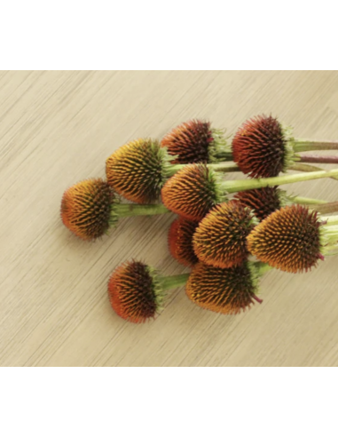 Wholesale Echinacea Pods (Grower's Bunch) | Bulk Coneflower Pods