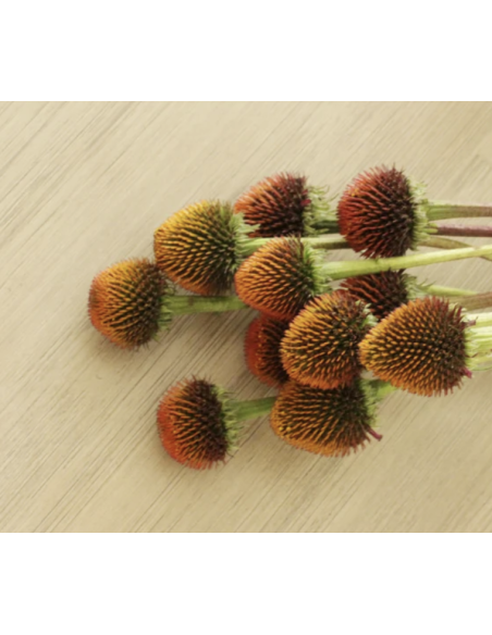 Wholesale Echinacea Pods (Grower's Bunch) | Bulk Coneflower Pods