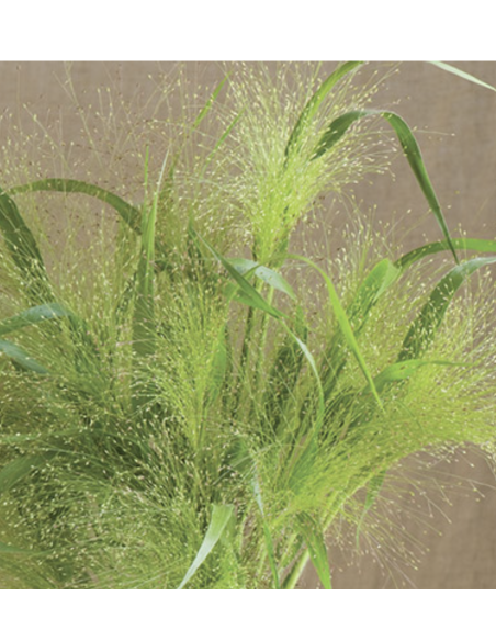 Wholesale Explosion Grass Grower's Bunch | FloralSource