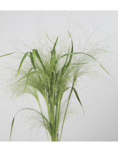 Wholesale Explosion Grass Grower's Bunch | FloralSource 2