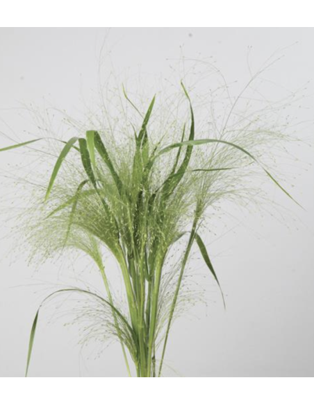Wholesale Explosion Grass Grower's Bunch | FloralSource