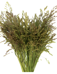 Wholesale Oats Grower's Bunch | FloraSource