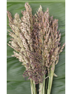 Wholesale Oats Grower's Bunch | FloraSource 2